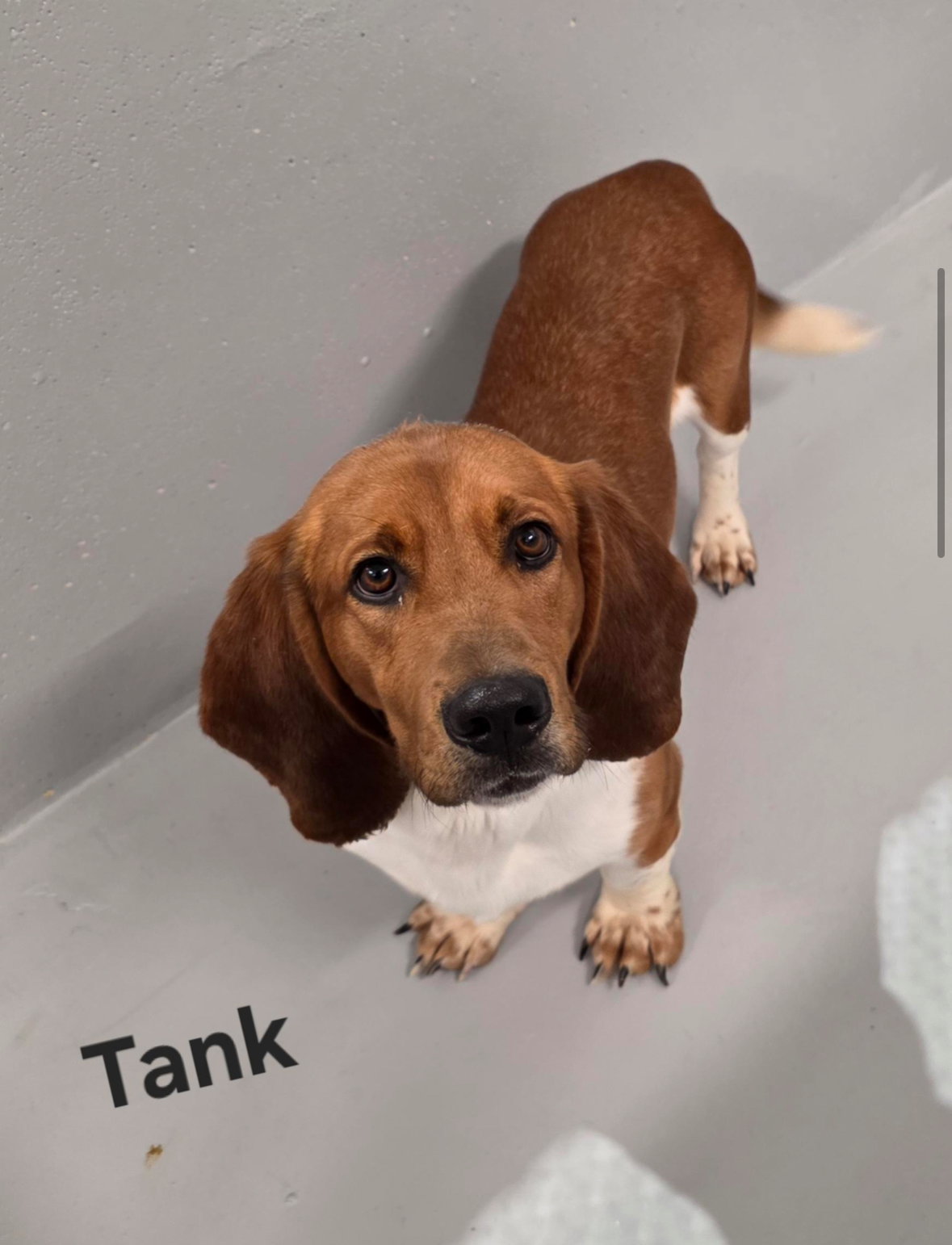 Tank Image