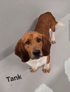 Tank