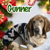 Gunner