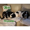 Olive