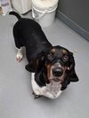 Rosco (1-2026)