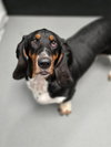 Rosco (1-2026)