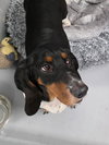 Rosco (1-2026)