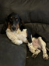 Rosco (1-2026)