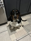 Rosco (1-2026)