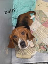 Daisy (1/2026)