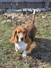 Daisy (1/2026)