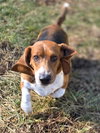 Daisy (1/2026)