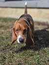 Daisy (1/2026)