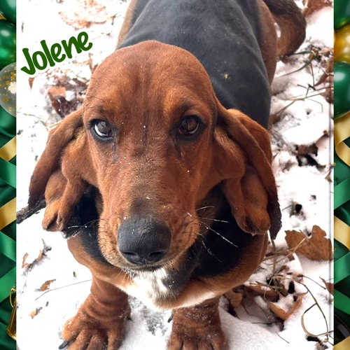 Jolene