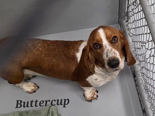 Buttercup