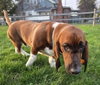 Moose (4/2026)