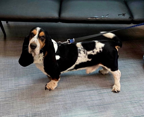 Droopy