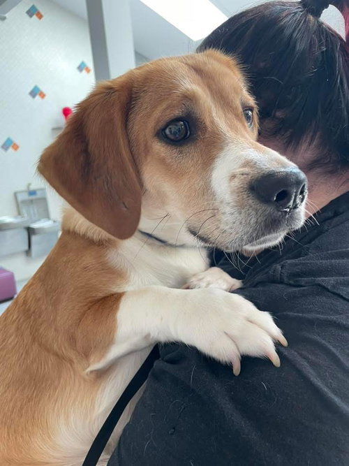 Bruiser, an adoptable Basset Hound in Brookville, OH