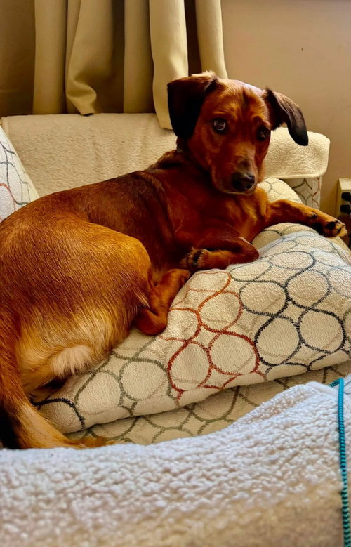 Henry, an adoptable Basset Hound in Brookville, OH