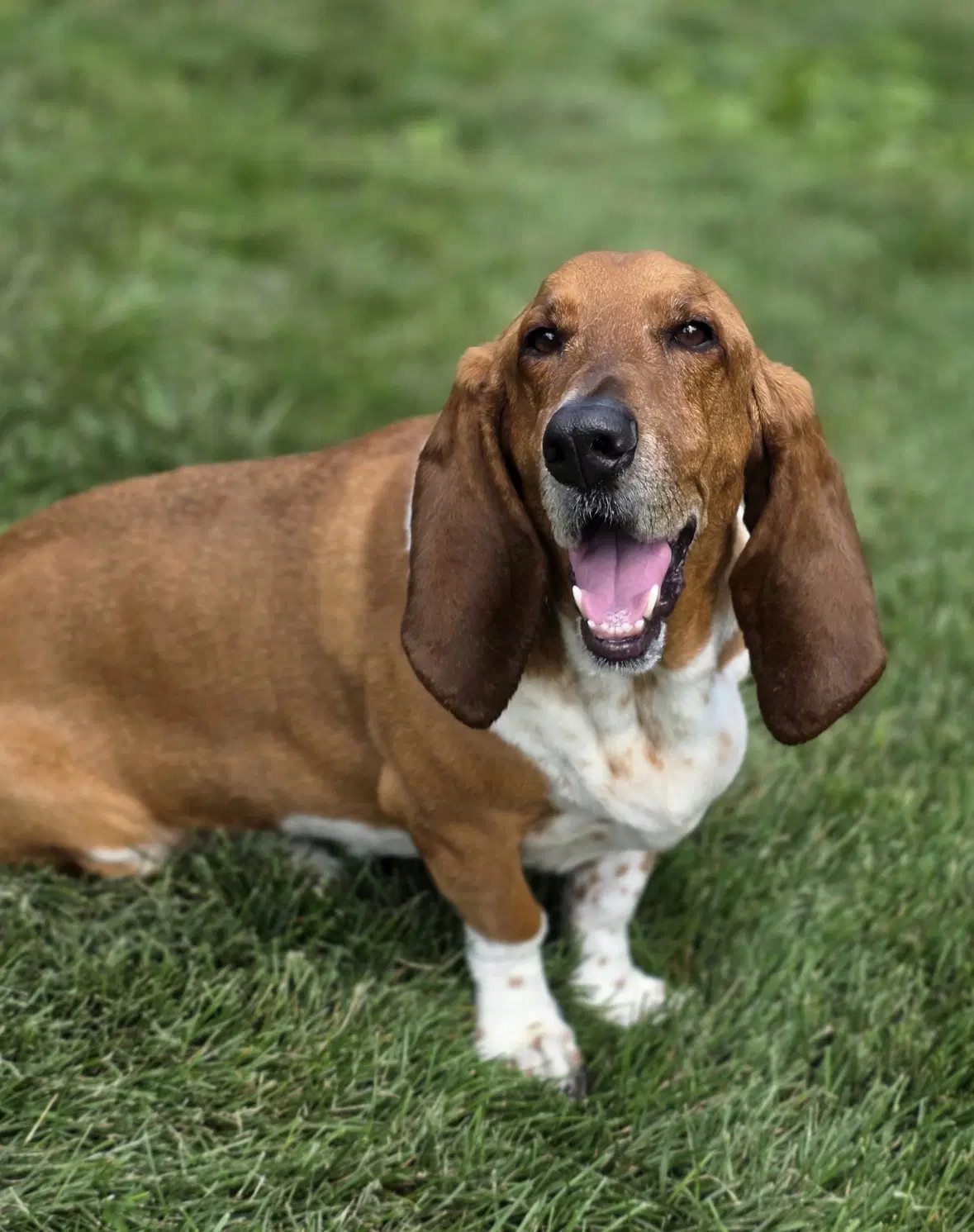 Norman - Basset Hound