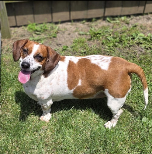 Shortcake, an adoptable Basset Hound in Brookville, OH