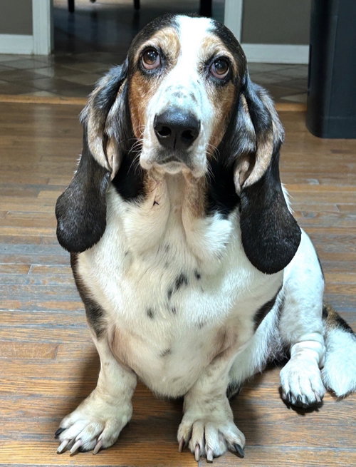 Frankie (female) (and Stella)