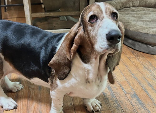 Stella (and Frankie), an adoptable Basset Hound in Brookville, OH