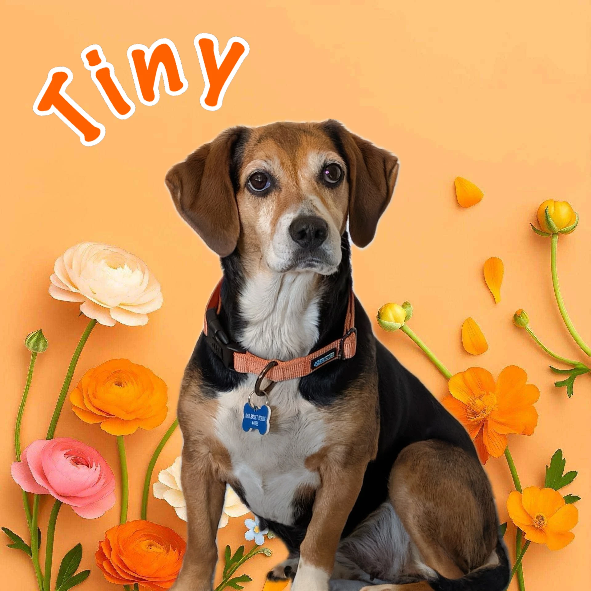 Tiny