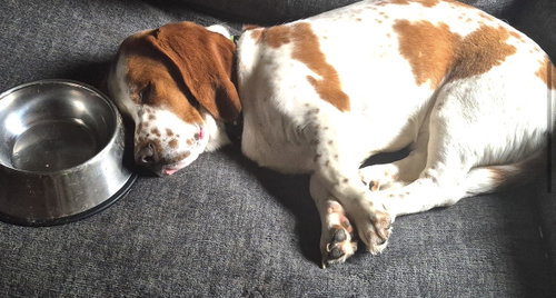 Angus photo 2