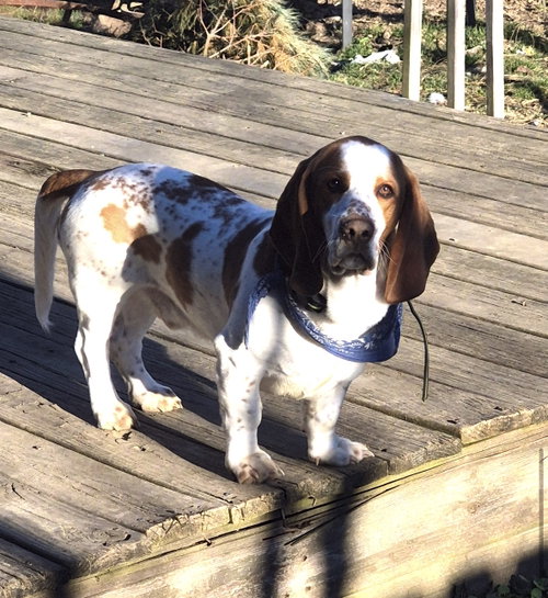 Angus photo 4