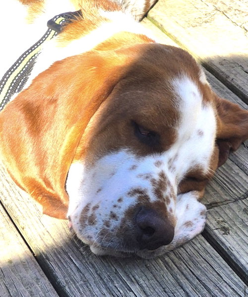 Angus photo 5