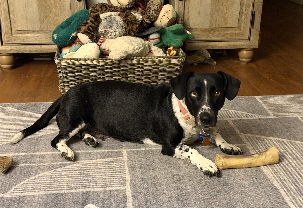 Sky, Basset Hound
