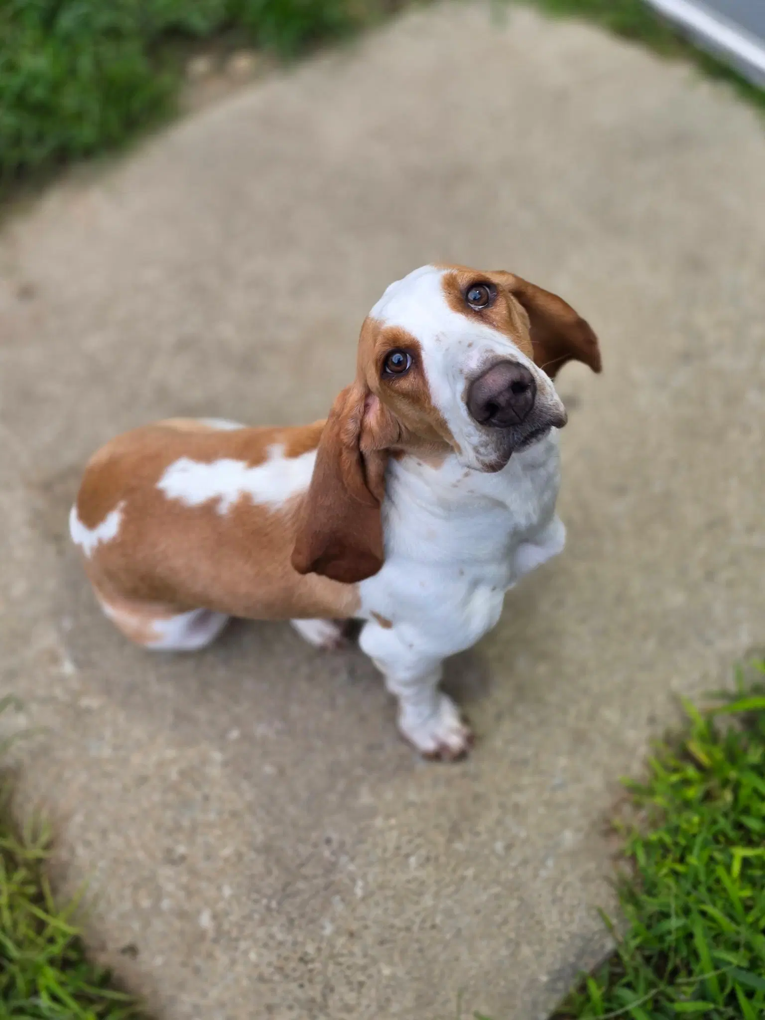 Cooper Aug - Basset Hound
