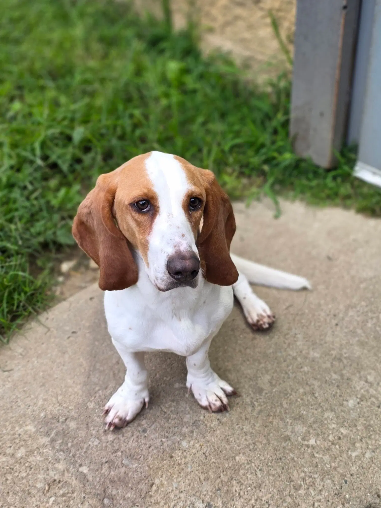 Cooper Aug image 2