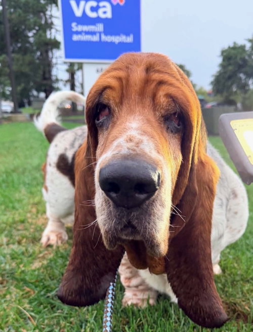 picture of the dog needing adoption
