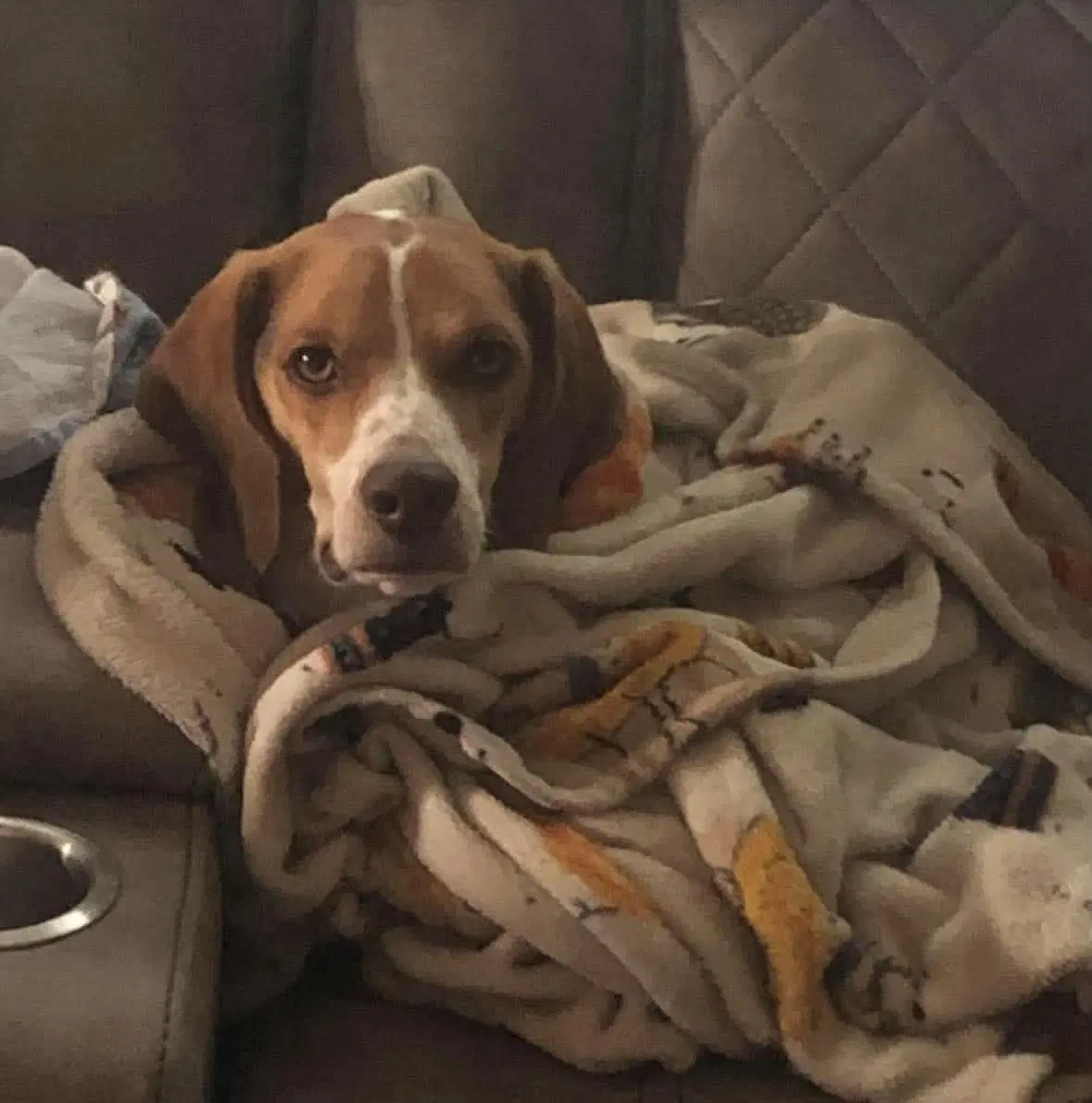 Bandit image 2