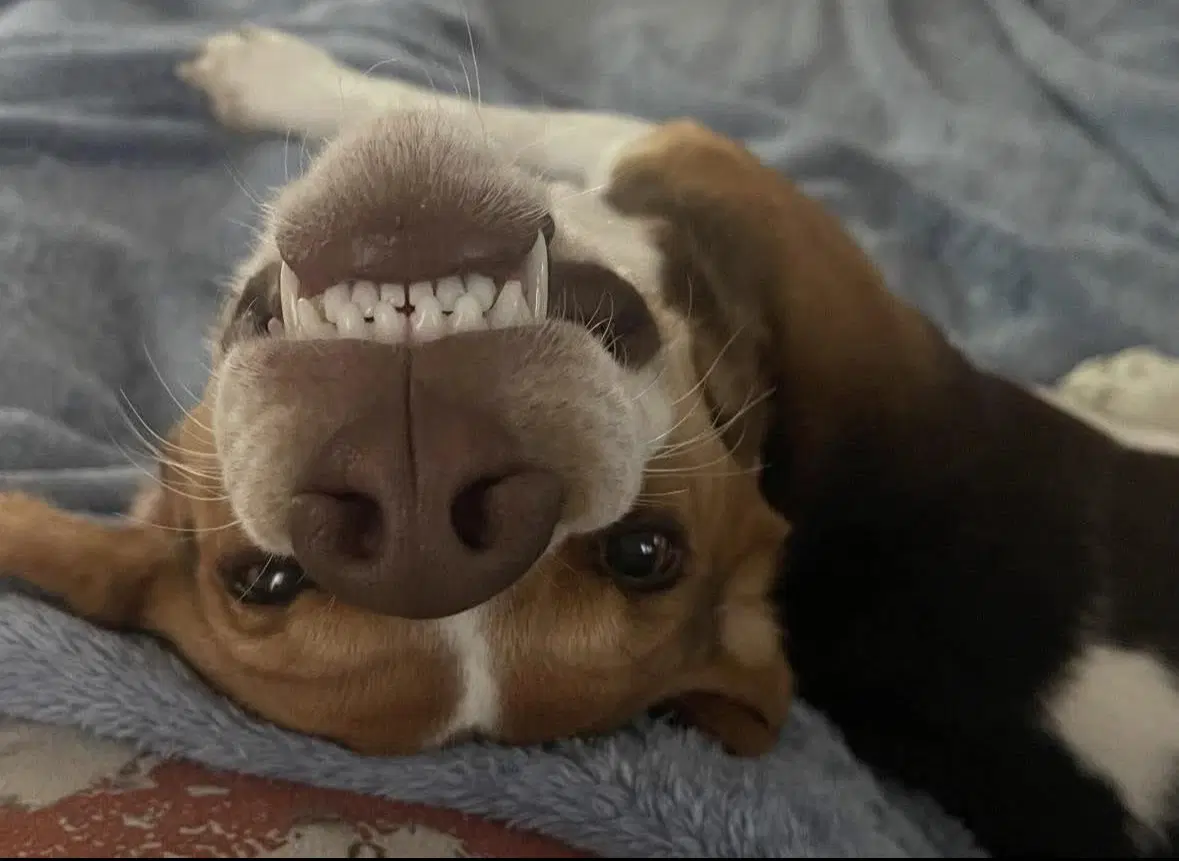Bandit image 3