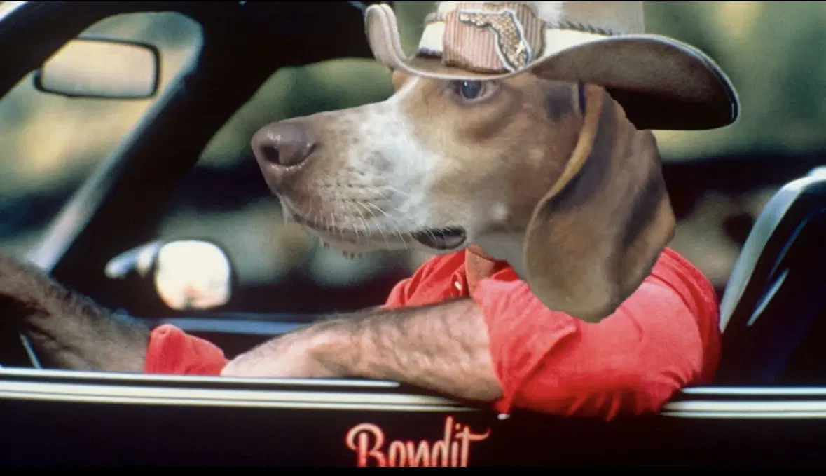 Bandit image 4