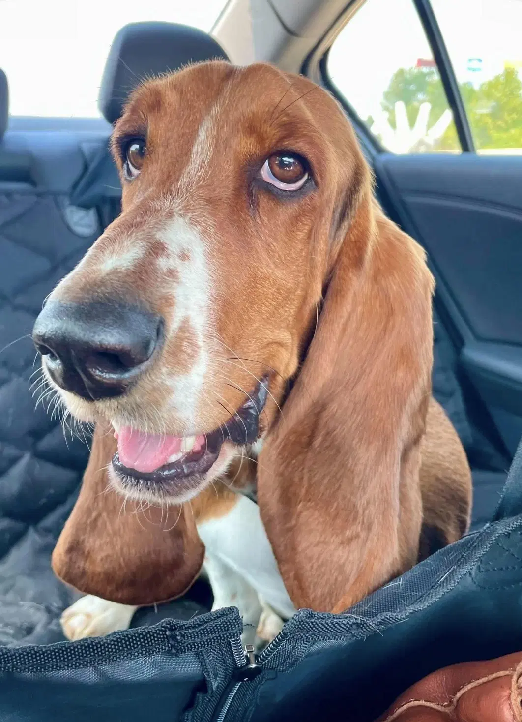 Abby - Basset Hound