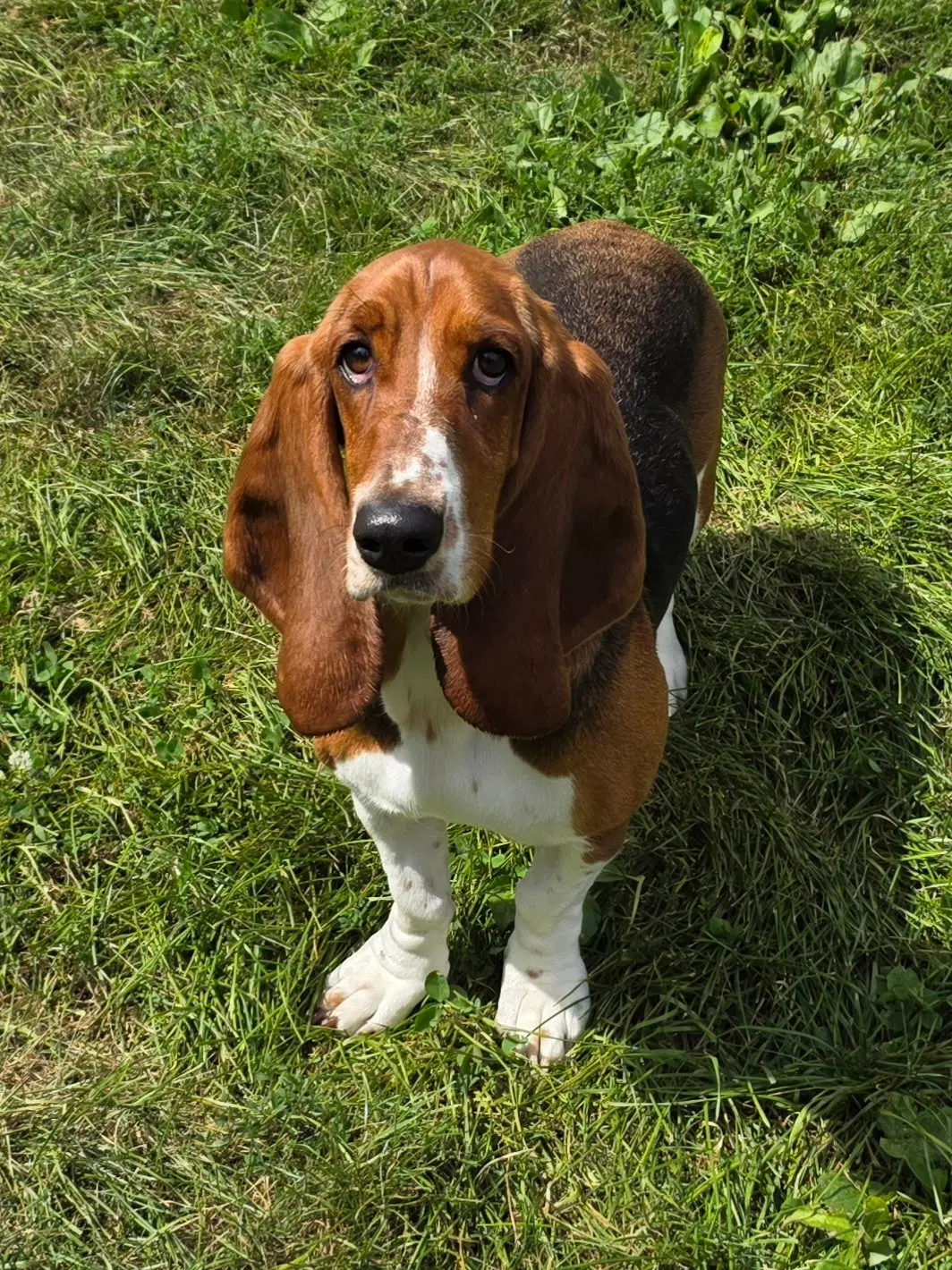 Abby image 2