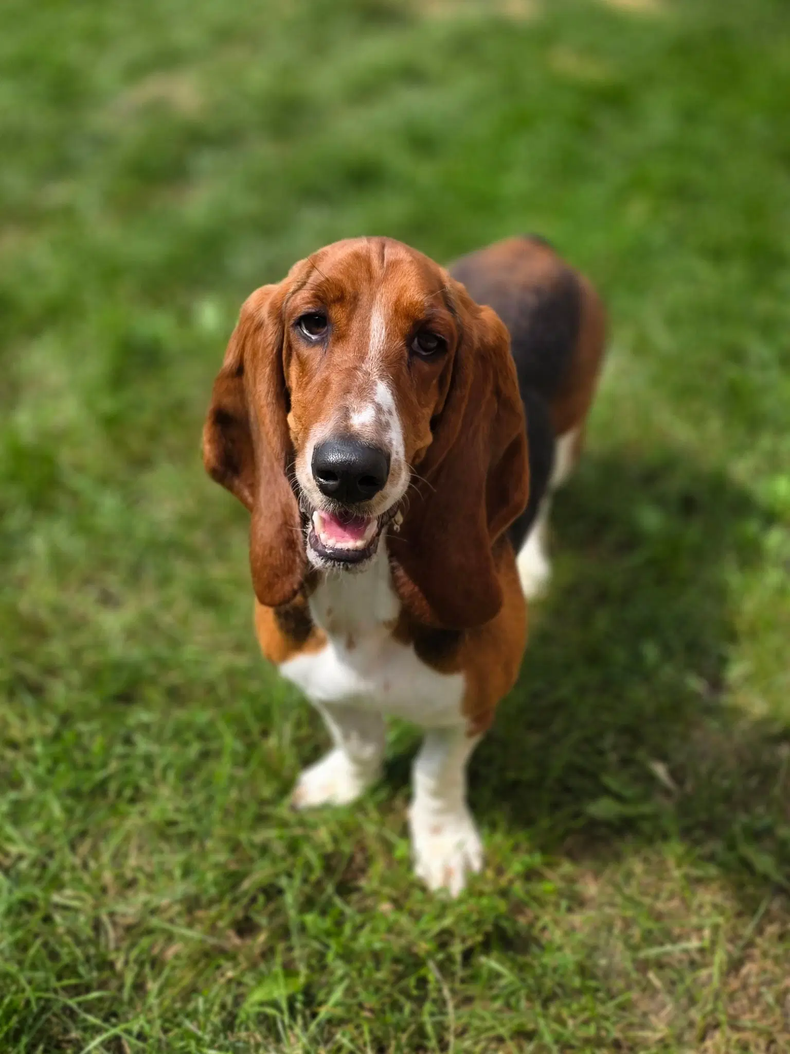Abby image 3