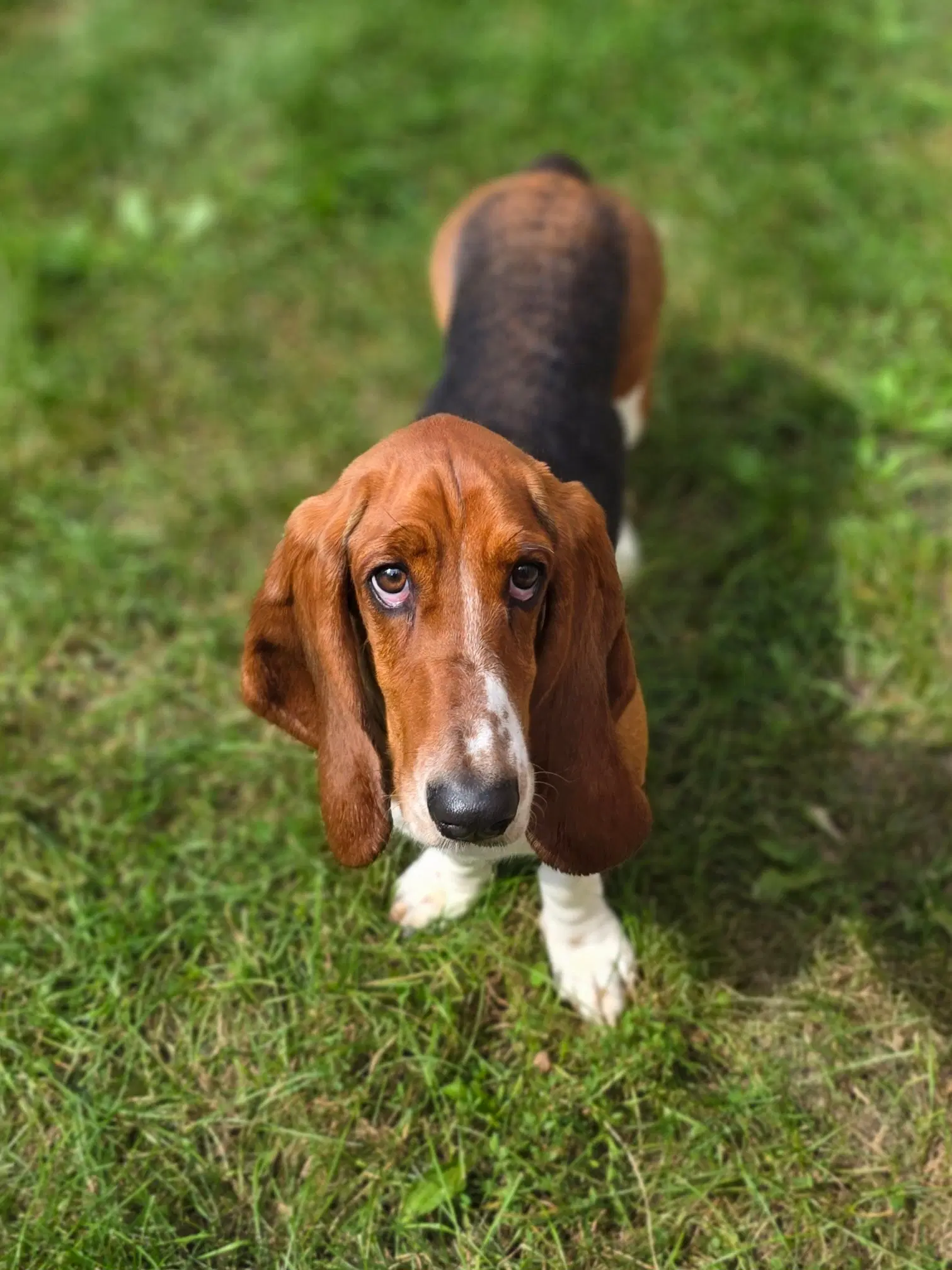 Abby image 4