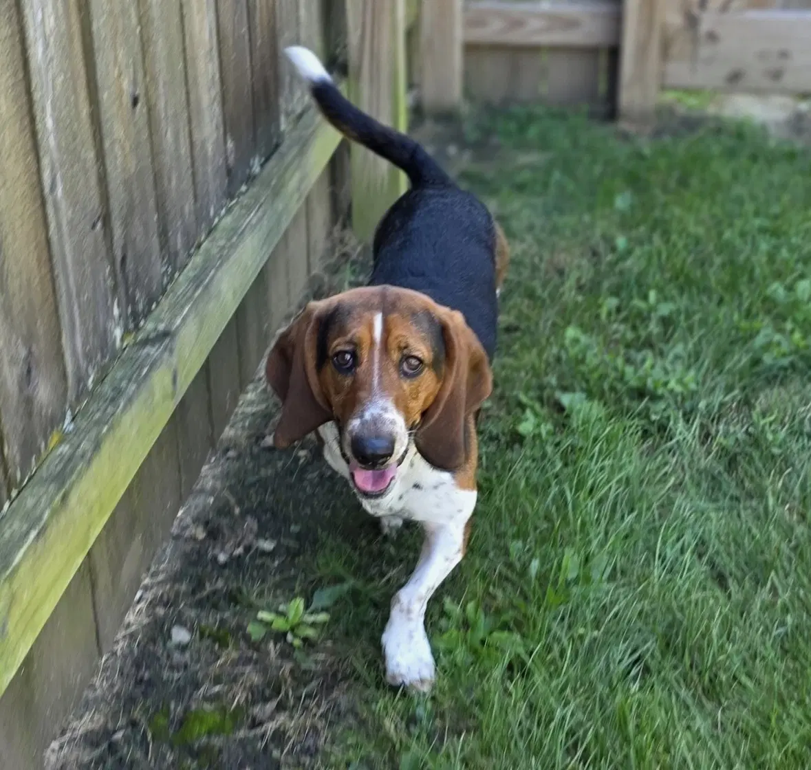 Hank - - Basset Hound