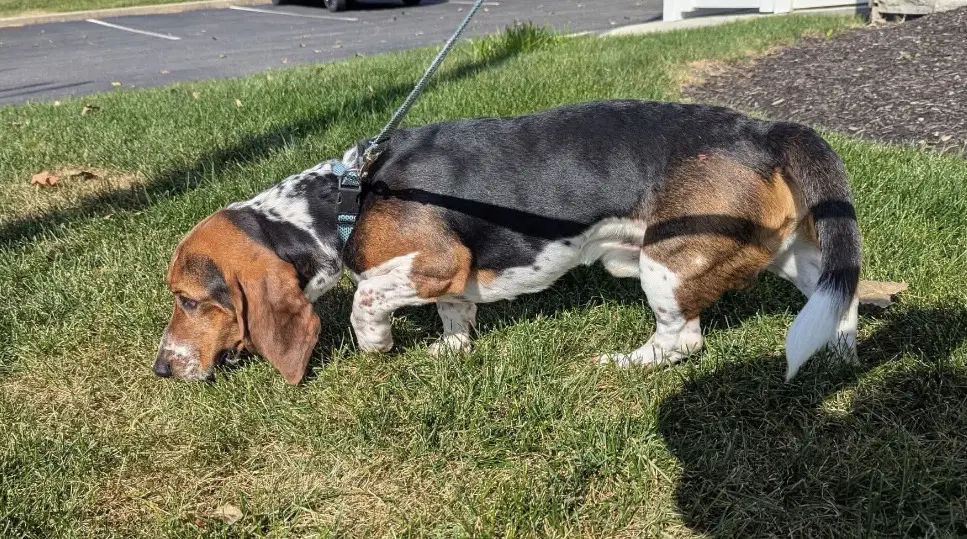 Hank - image 2