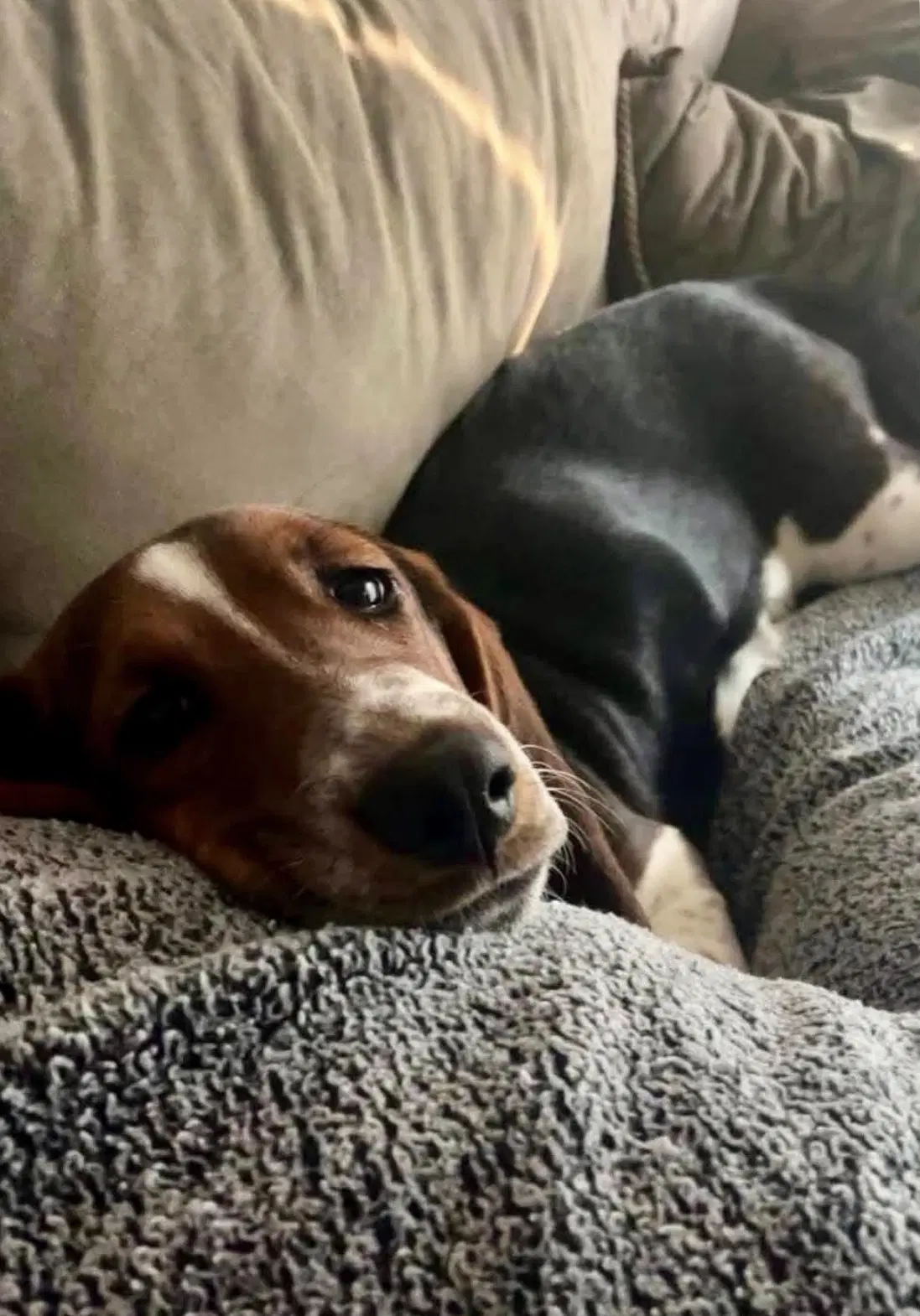 Hank - image 3