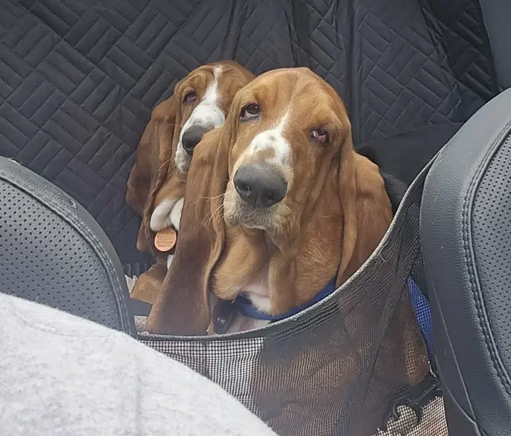 Maggie And Willow - Basset Hound