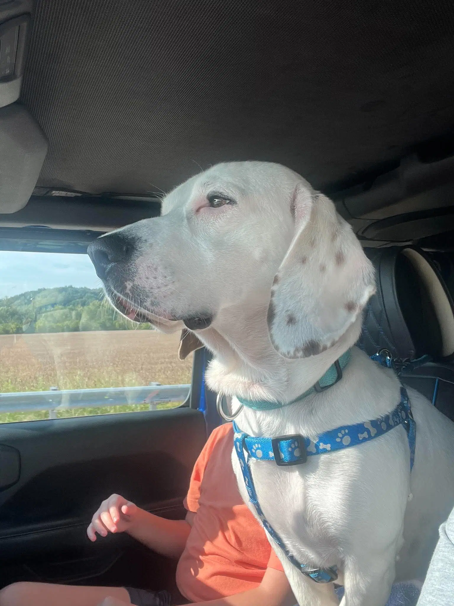 Auggie image 2