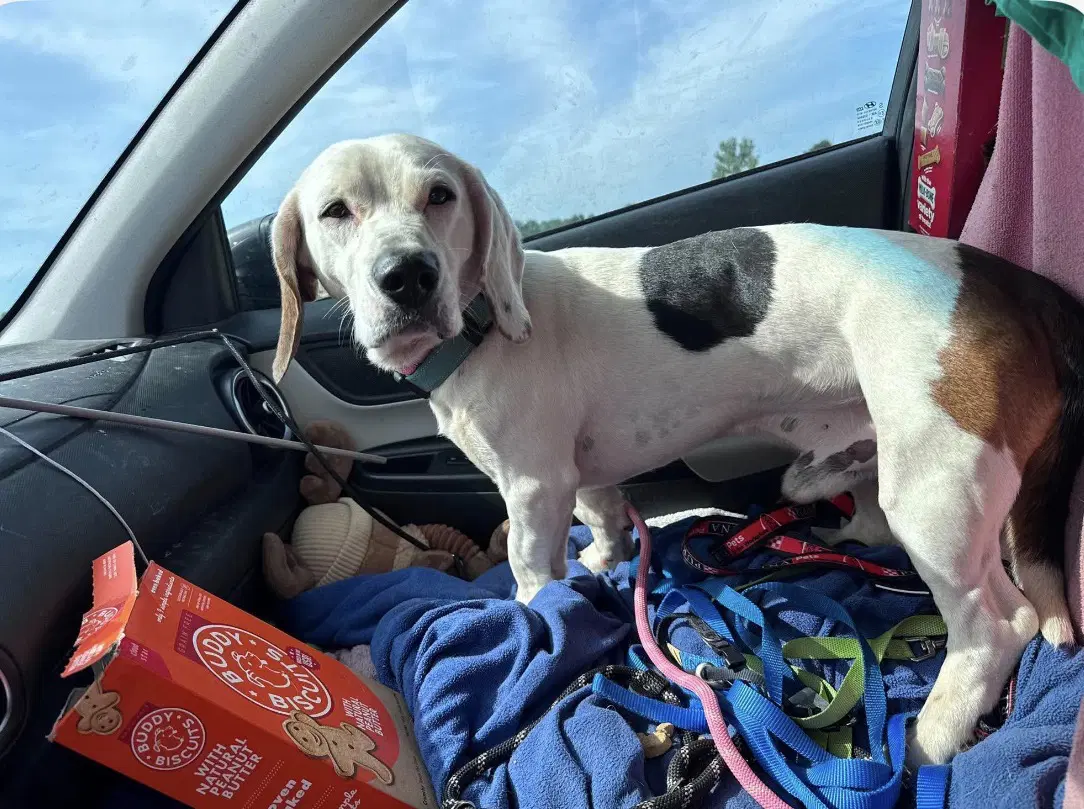Auggie image 3