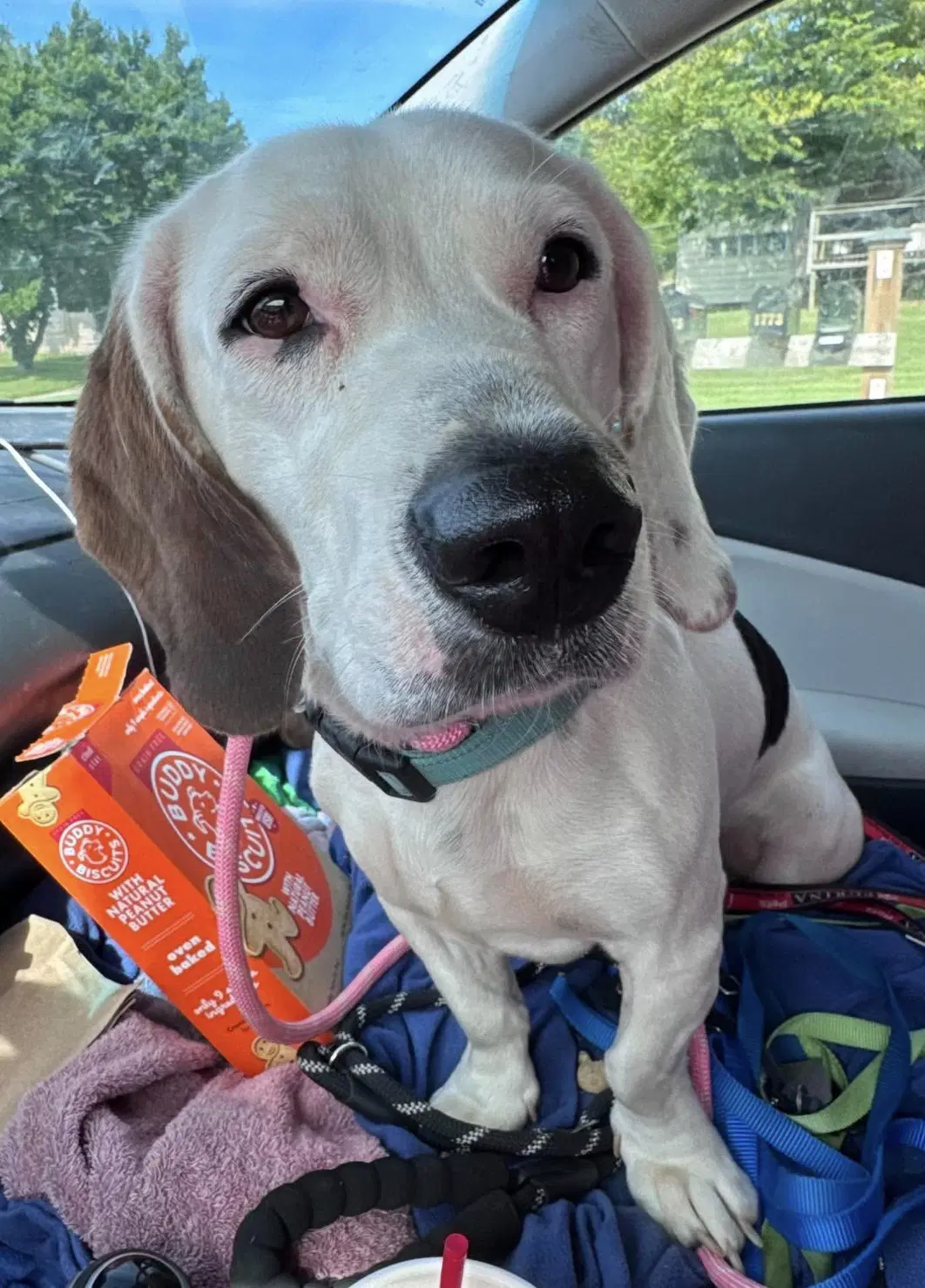Auggie image 4