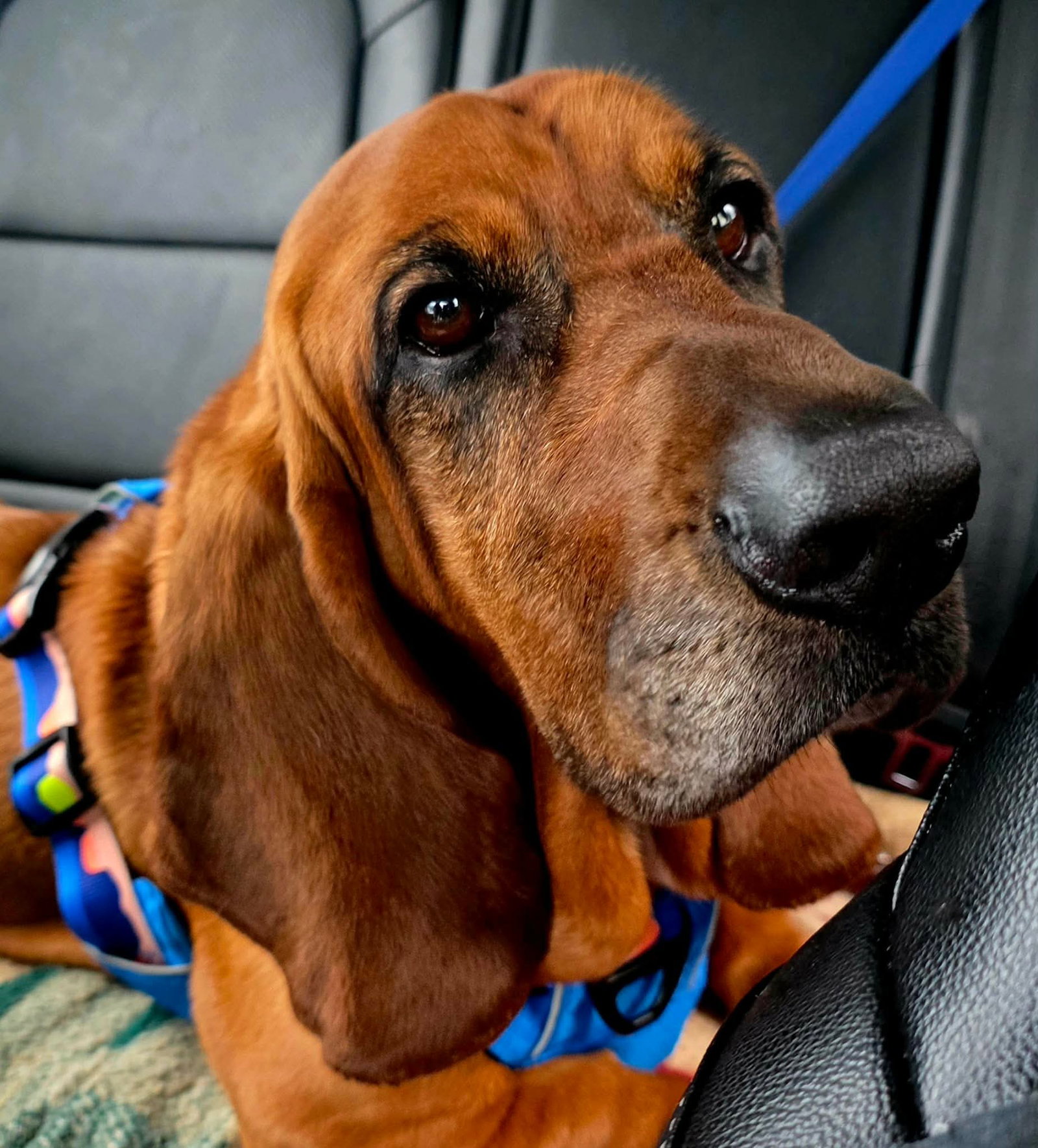 Sunny, Basset Hound