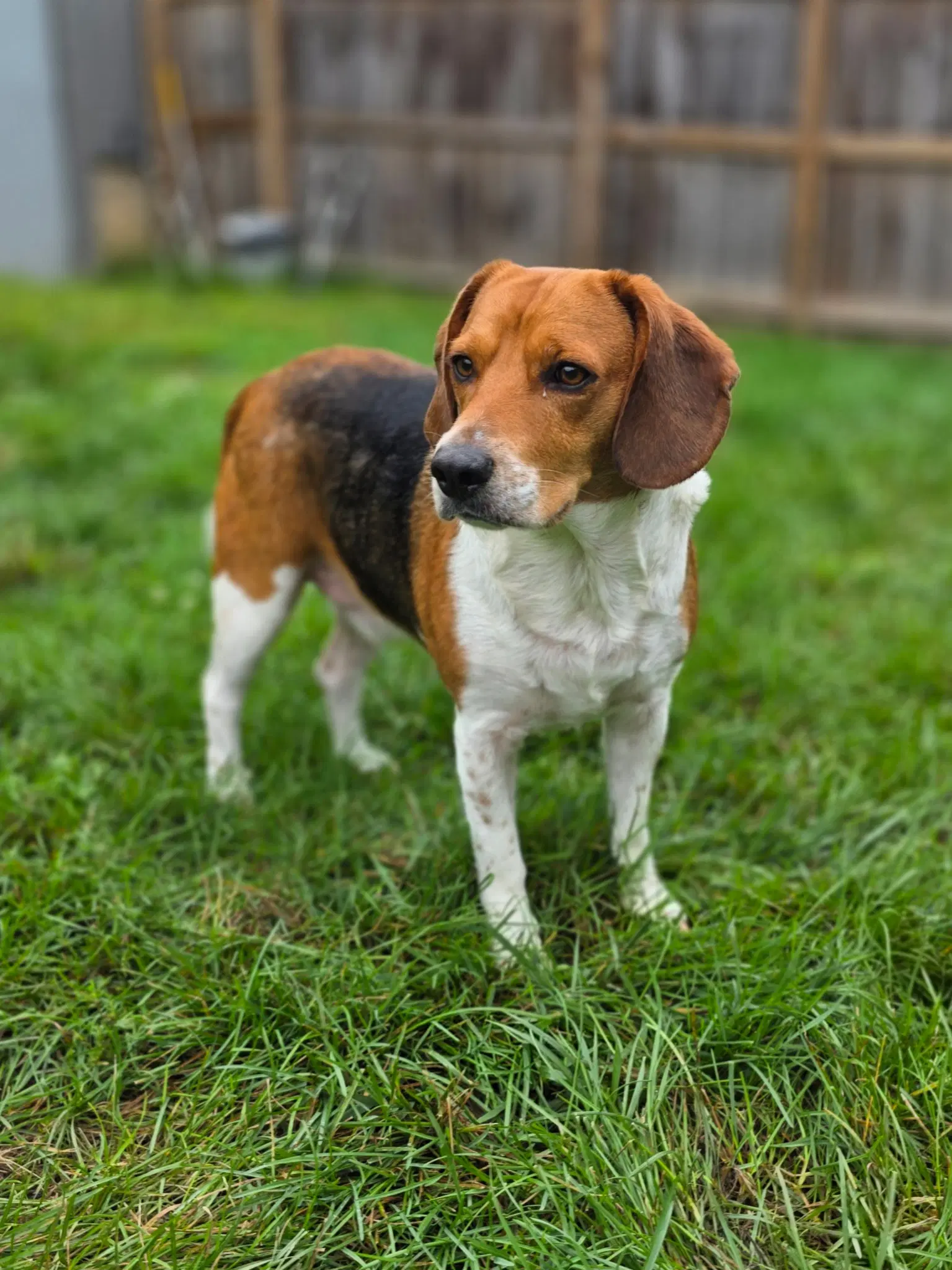 Turbo - Beagle