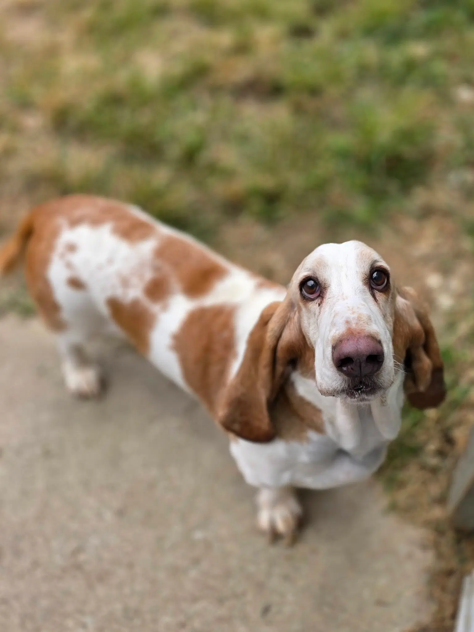 Frank - Basset Hound