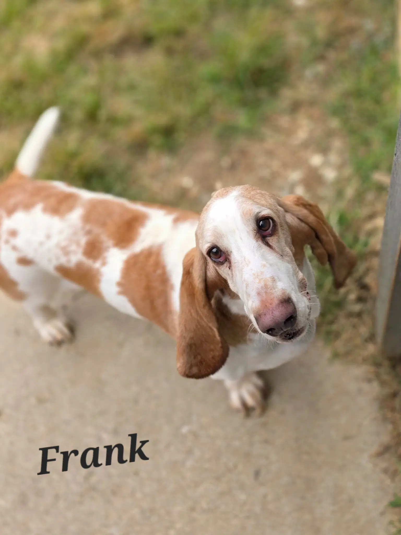 Frank image 2