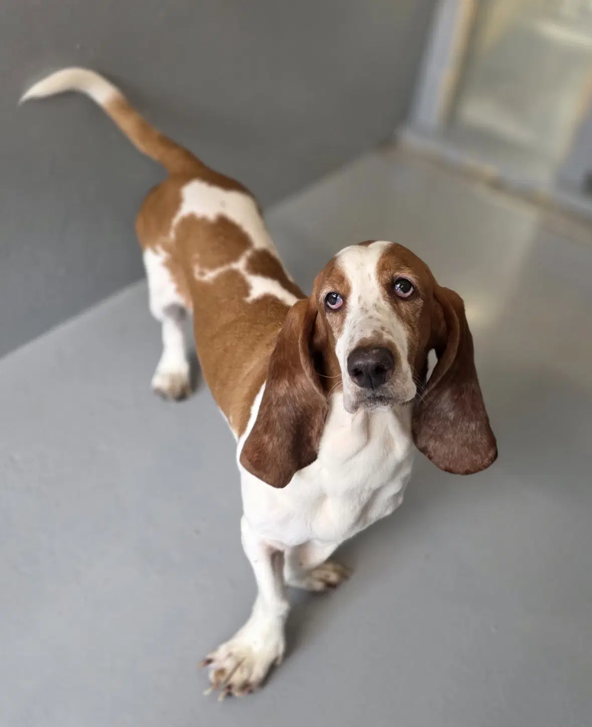 Amiya - Basset Hound